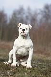 BOULEDOGUE AMERICAIN 005